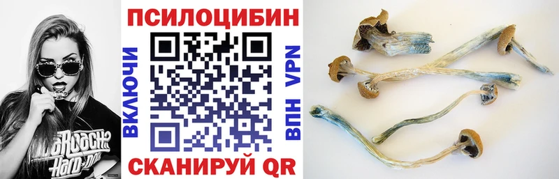 Галлюциногенные грибы Psilocybe  дарнет шоп  Таштагол 